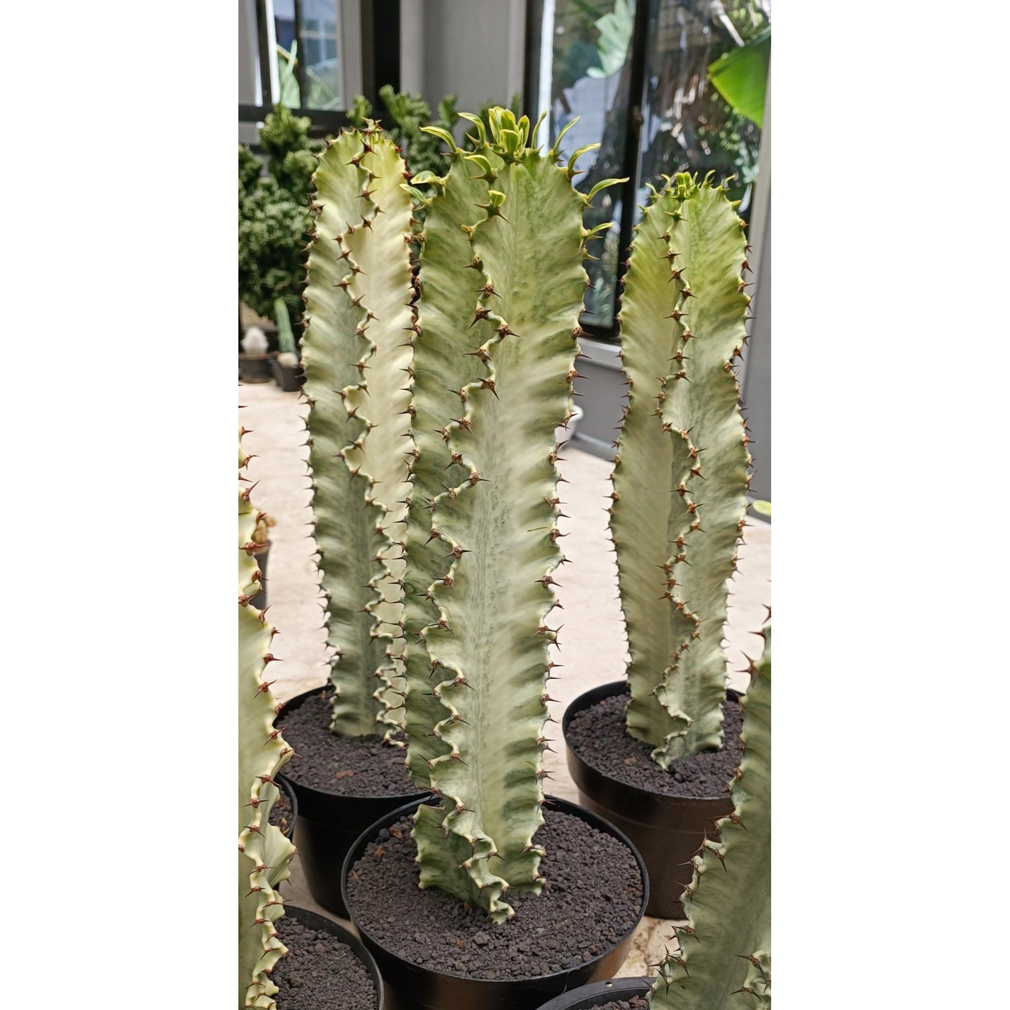 1997. Euphorbia Ammak Variegated