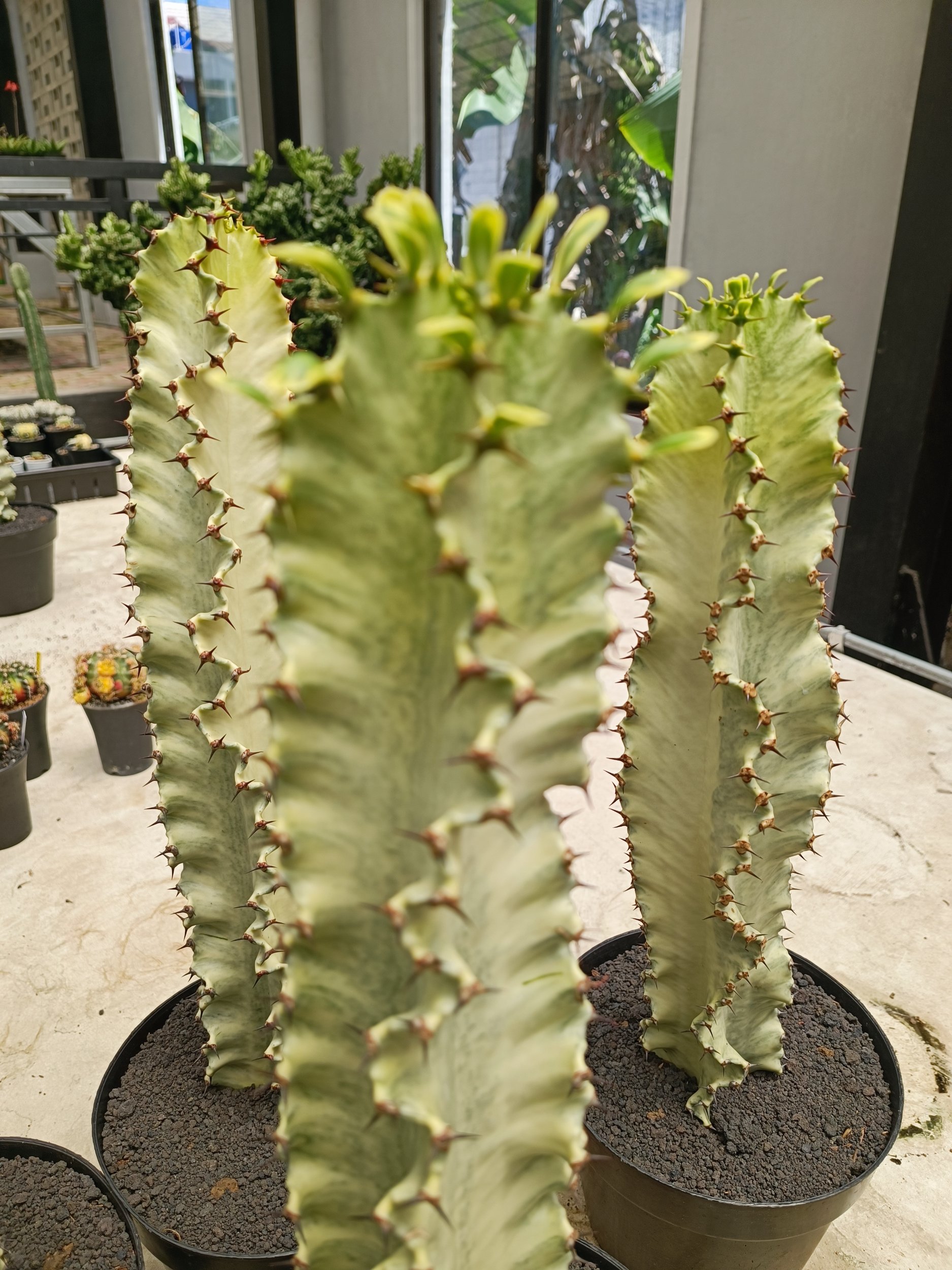 1997. Euphorbia Ammak Variegated - Image 2