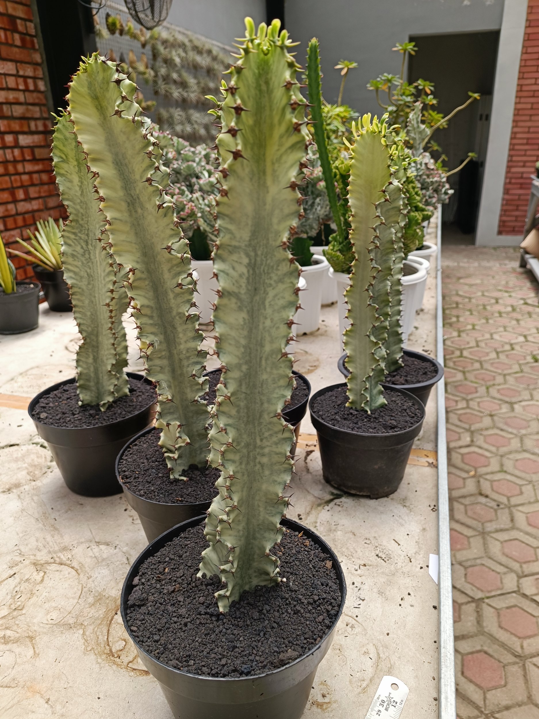 1997. Euphorbia Ammak Variegated - Image 3