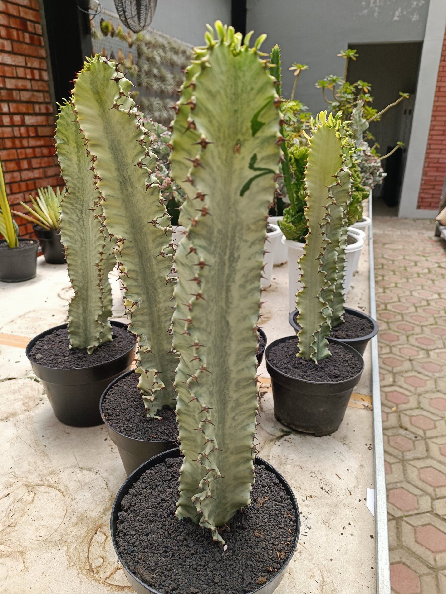 1997. Euphorbia Ammak Variegated - Image 4