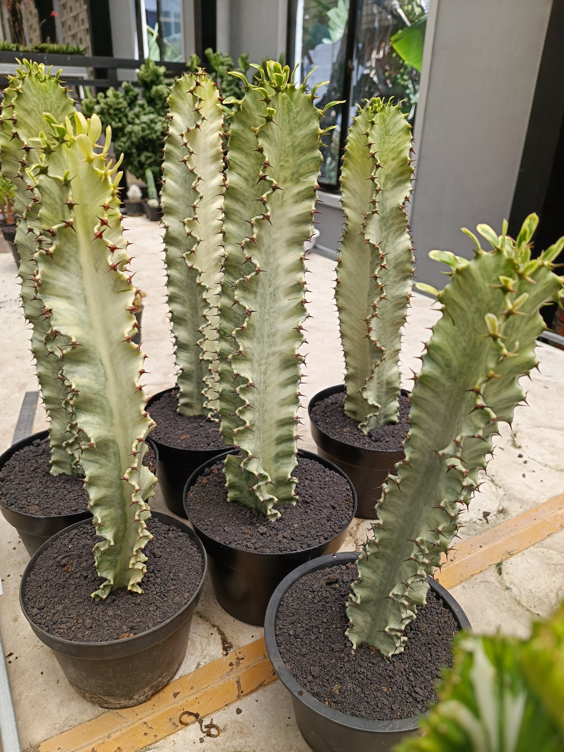 1997. Euphorbia Ammak Variegated - Image 5