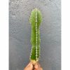 1799. Euphorbia Barnardii