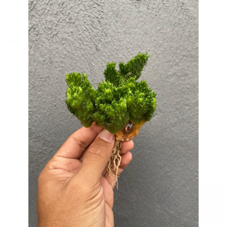 495. Euphorbia Caput-medusae