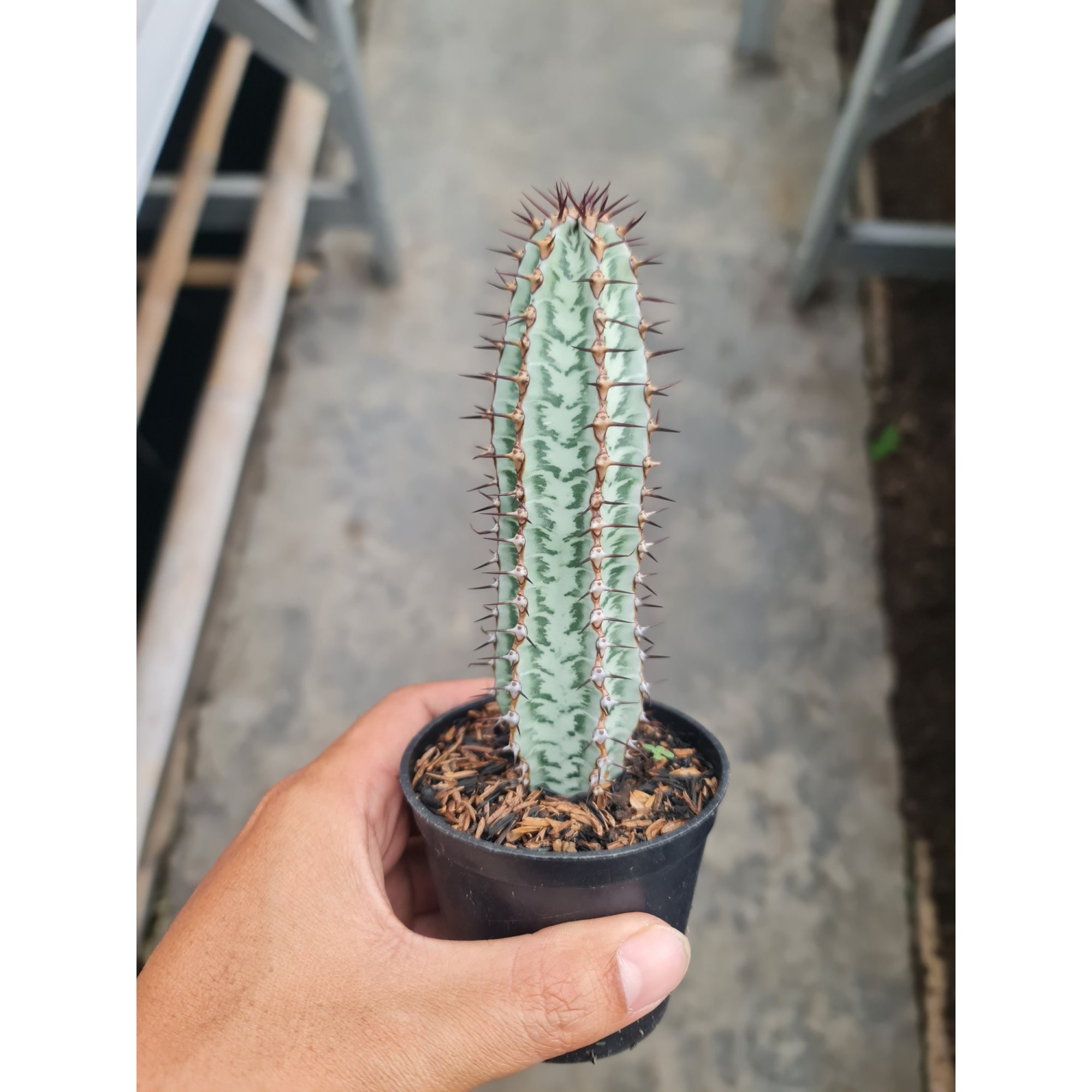 2074. Euphorbia Confinalis