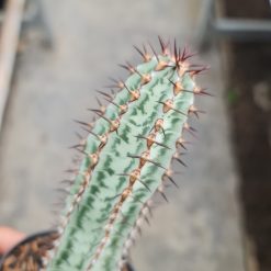 Alternative view of 2074. Euphorbia Confinalis