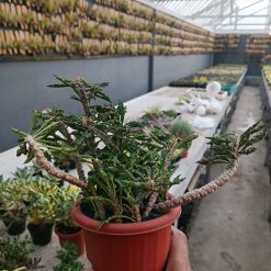 Alternative view of 2252. Euphorbia Decaryi