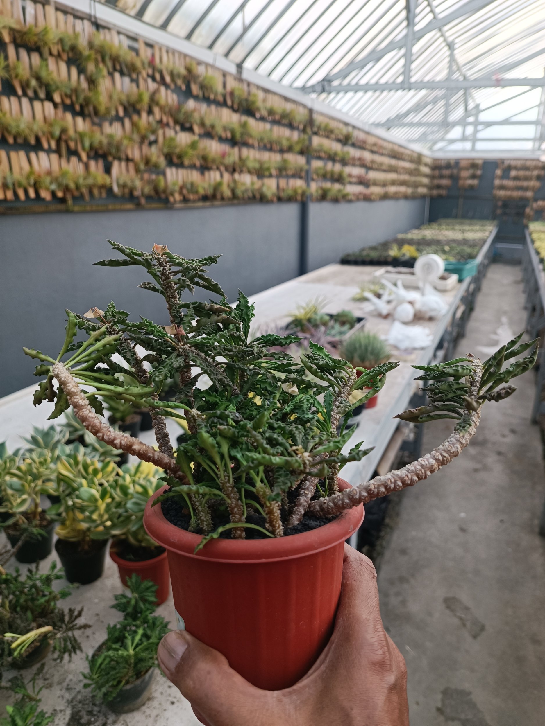 2252. Euphorbia Decaryi - Image 2