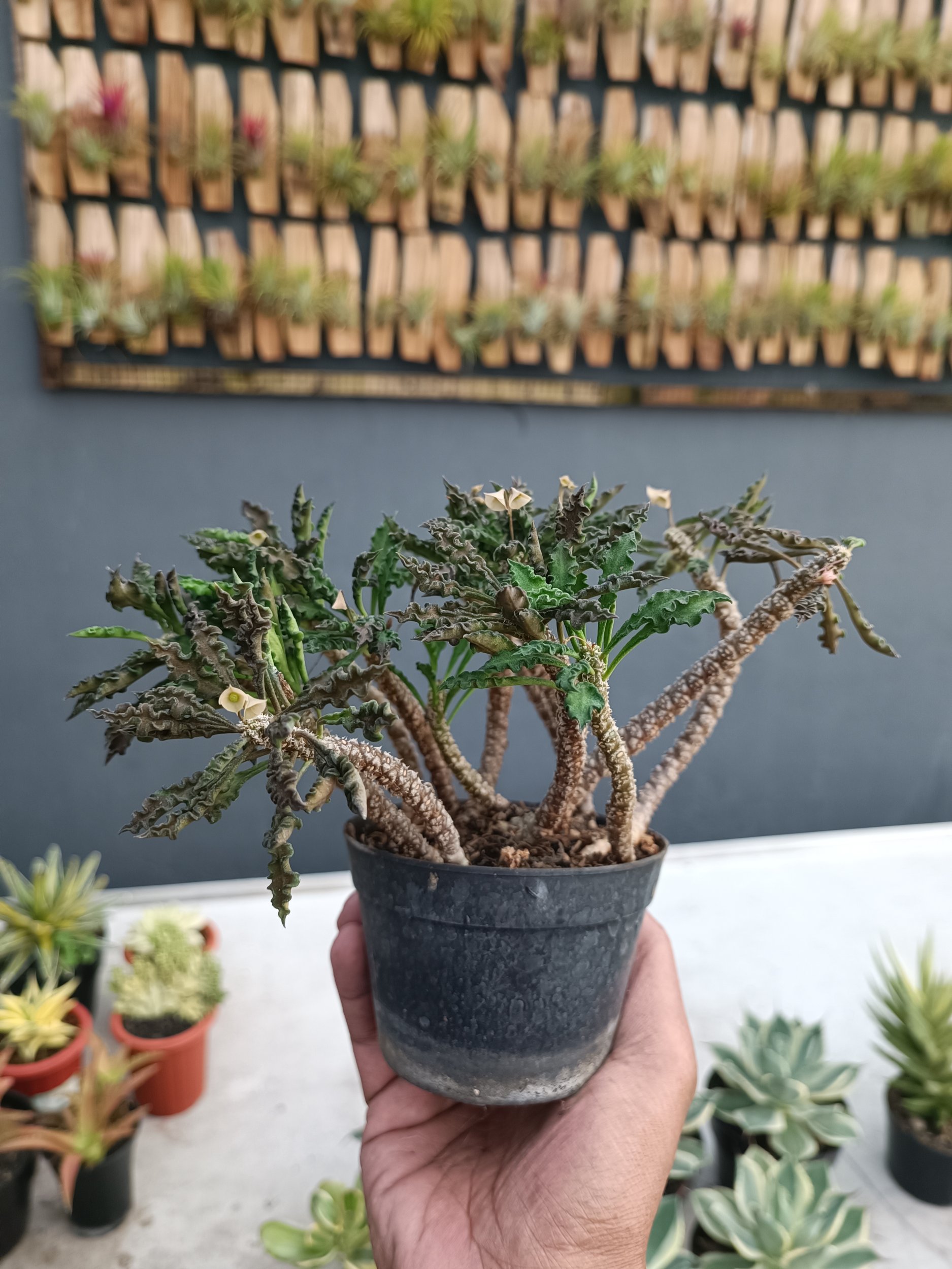 2252. Euphorbia Decaryi - Image 3