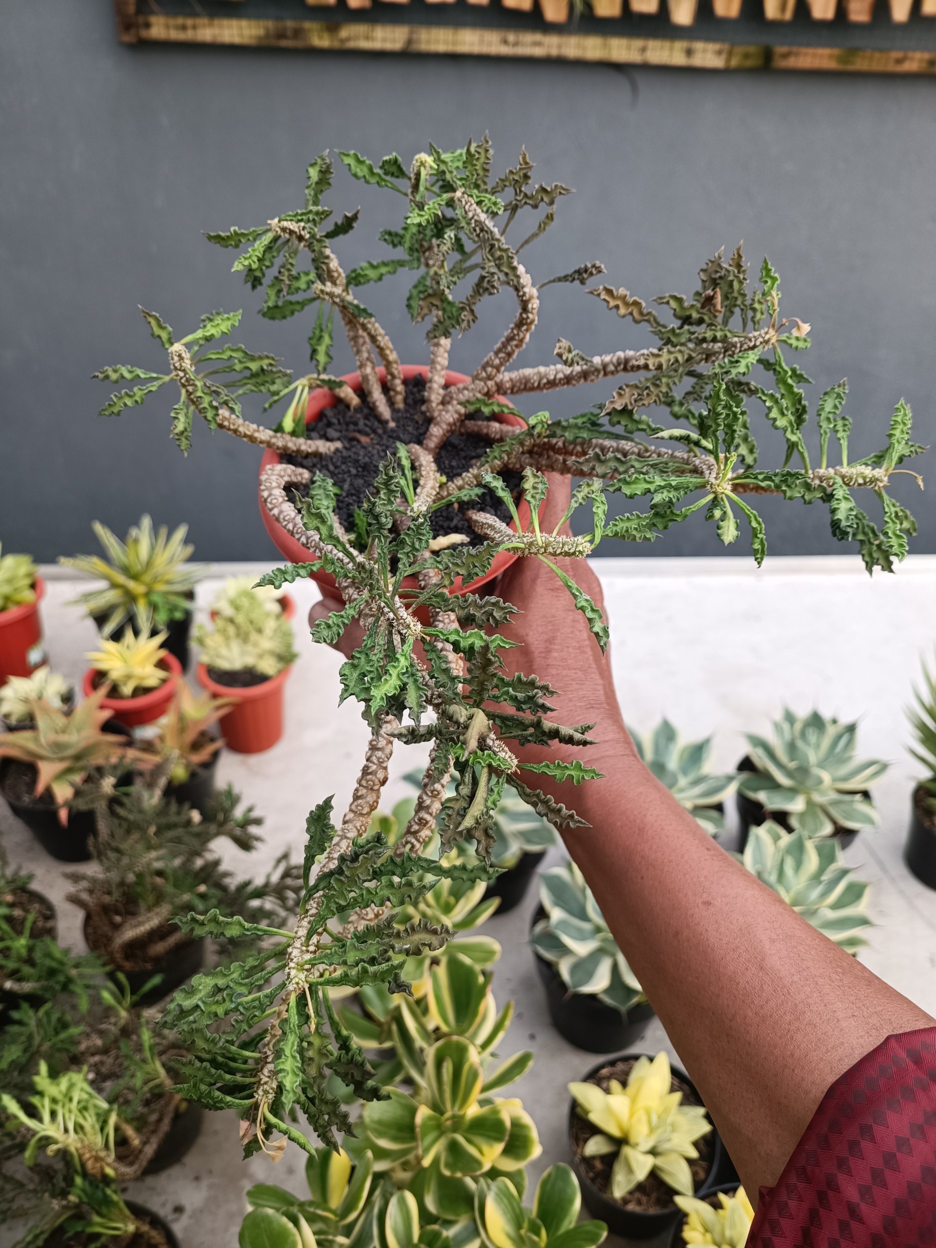 2252. Euphorbia Decaryi - Image 4