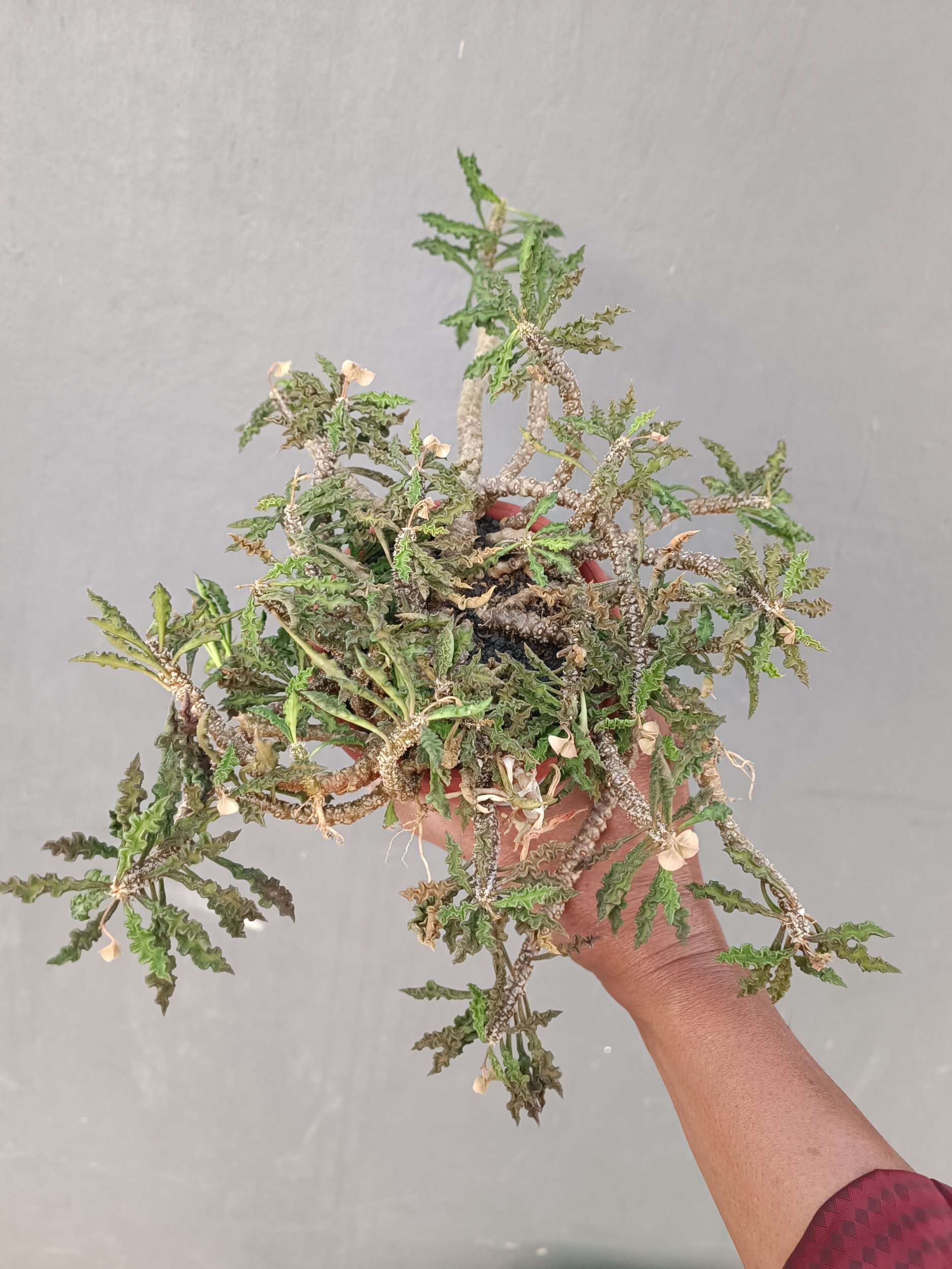 2252. Euphorbia Decaryi - Image 5