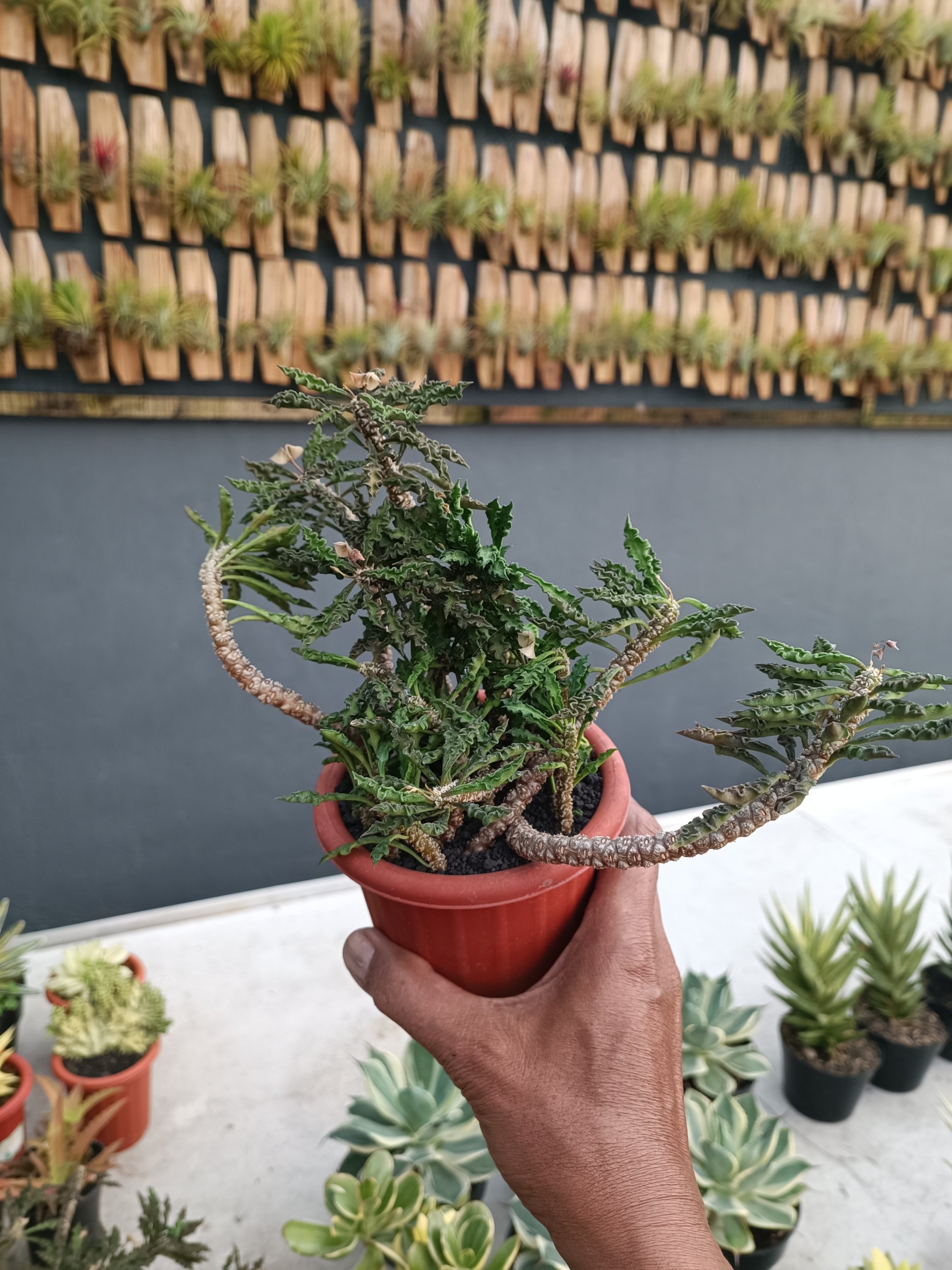 2252. Euphorbia Decaryi - Image 6