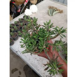 2252. Euphorbia Decaryi
