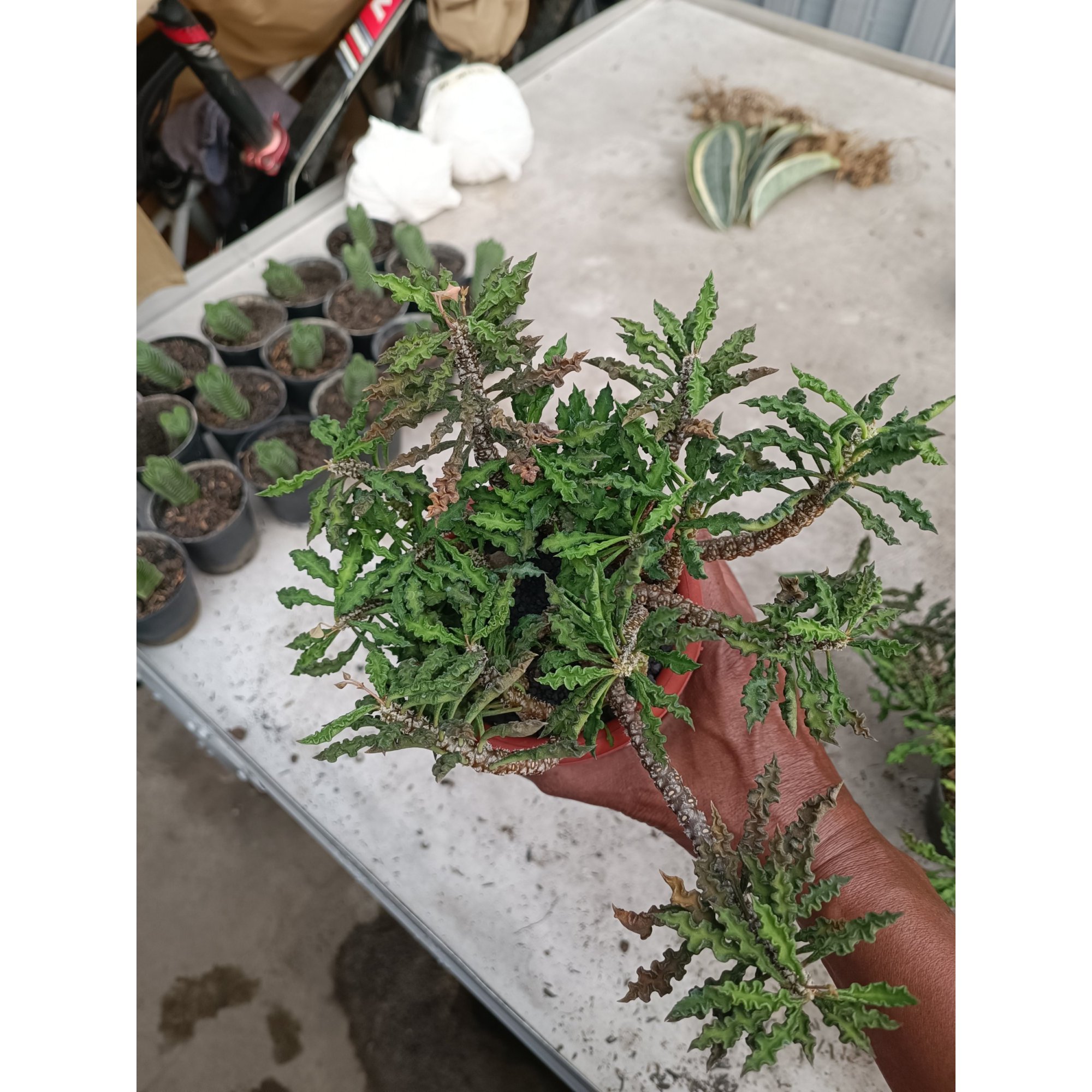 2252. Euphorbia Decaryi
