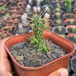 Alternative view of 1790. Euphorbia Ellenbecky