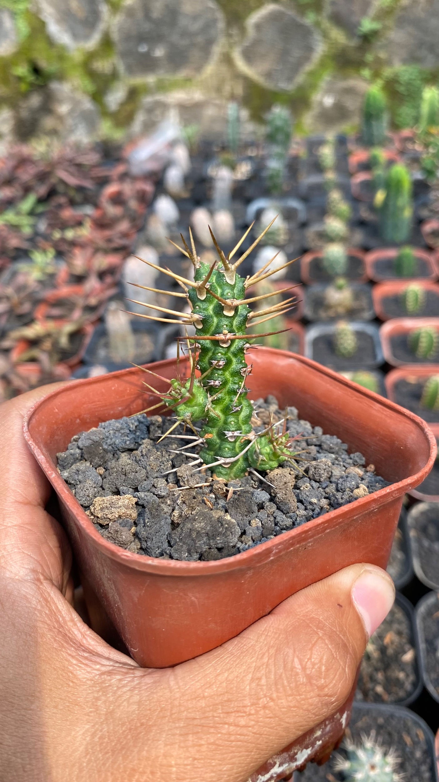 1790. Euphorbia Ellenbecky - Image 2