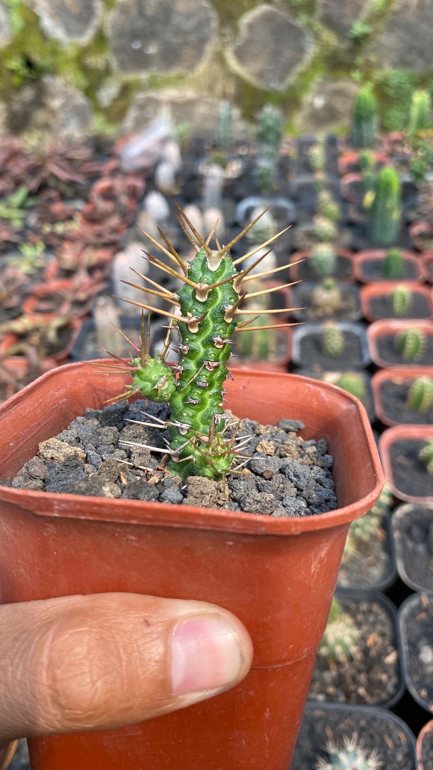 1790. Euphorbia Ellenbecky - Image 3