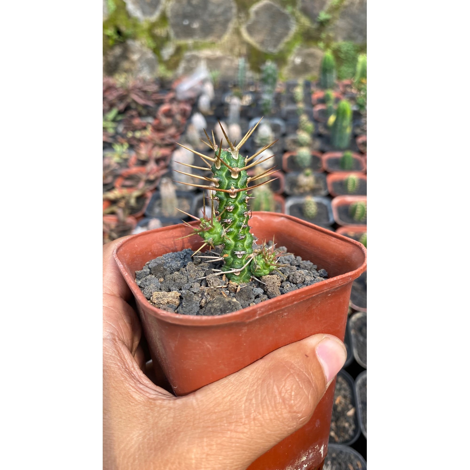 1790. Euphorbia Ellenbecky