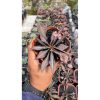 1791. Euphorbia Francoisii Hybrid