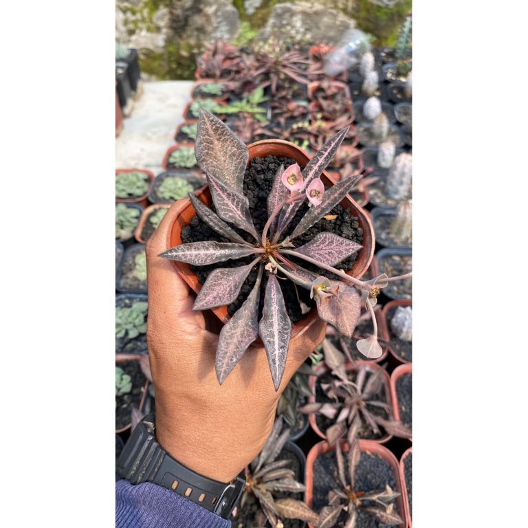 1791. Euphorbia Francoisii Hybrid