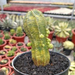 Alternative view of 2284. Euphorbia Infausta
