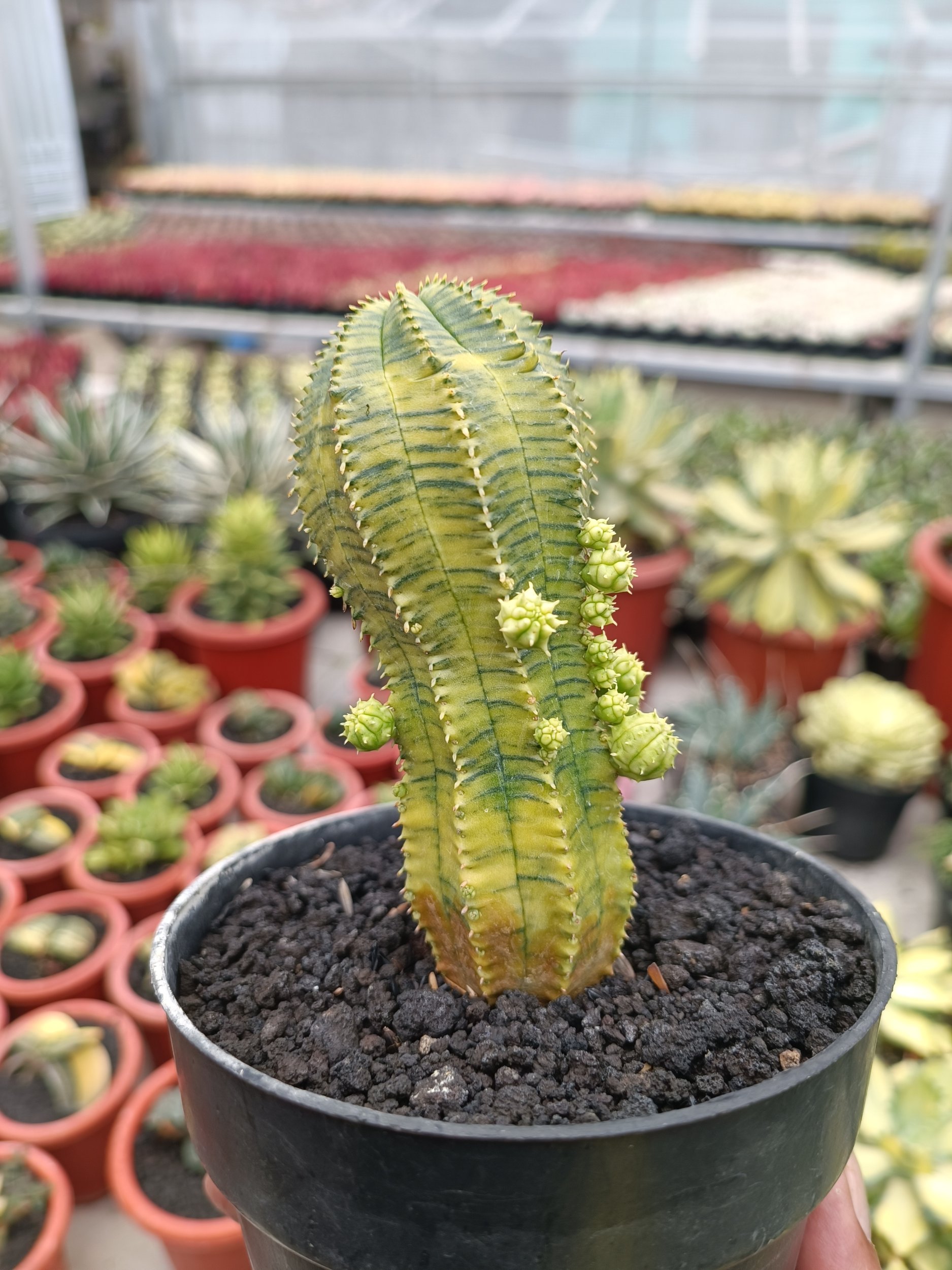 2284. Euphorbia Infausta - Image 2