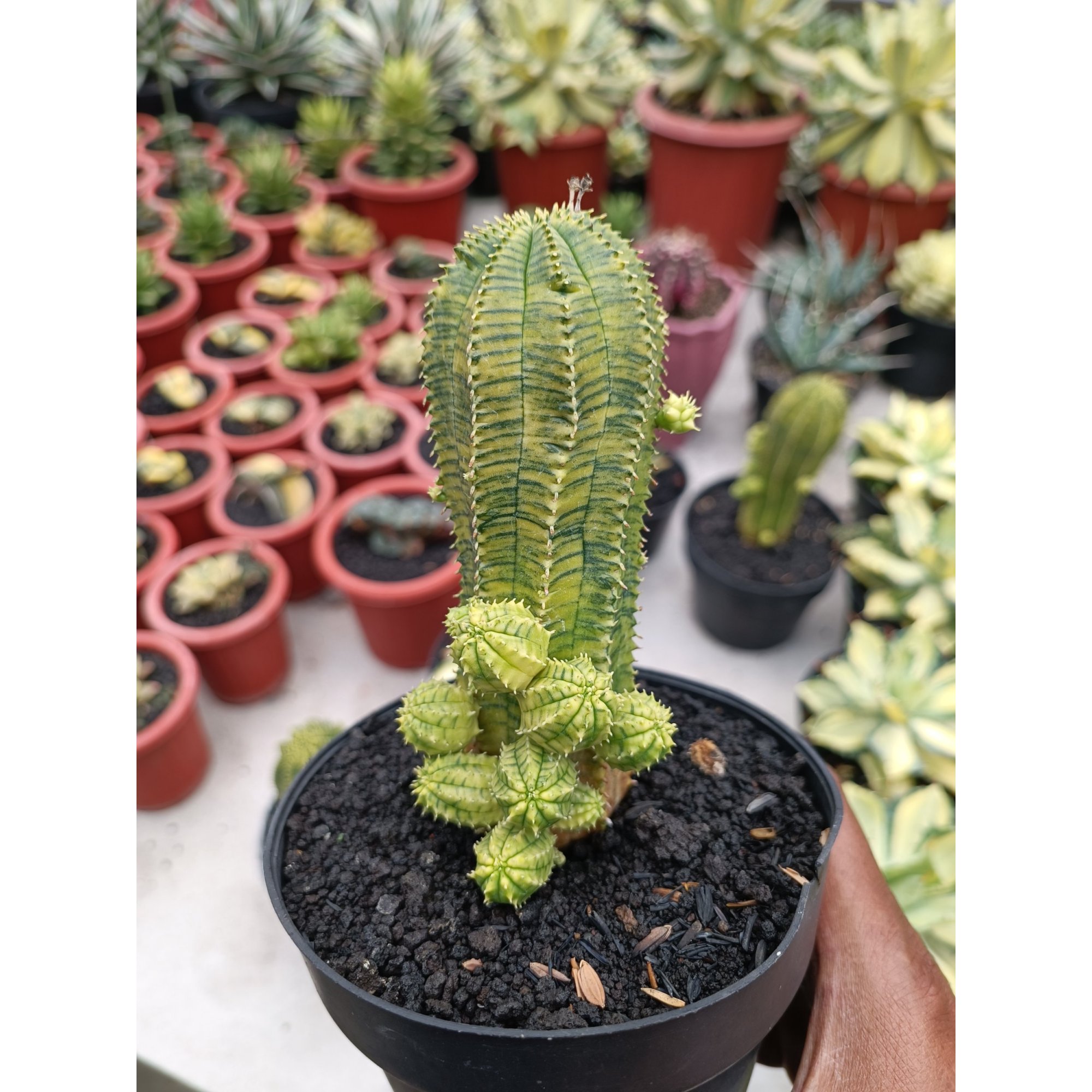 2284. Euphorbia Infausta