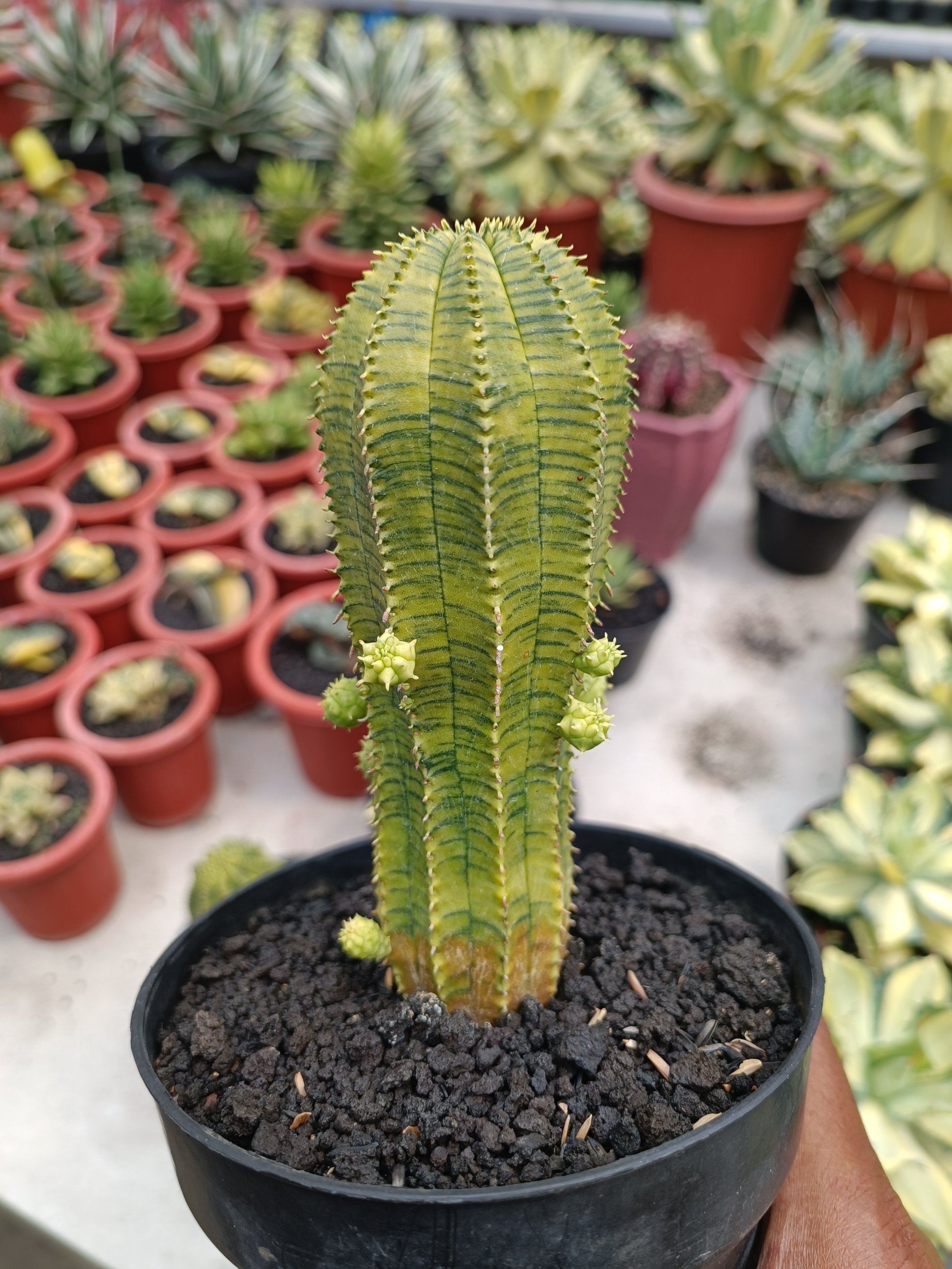 2284. Euphorbia Infausta - Image 3