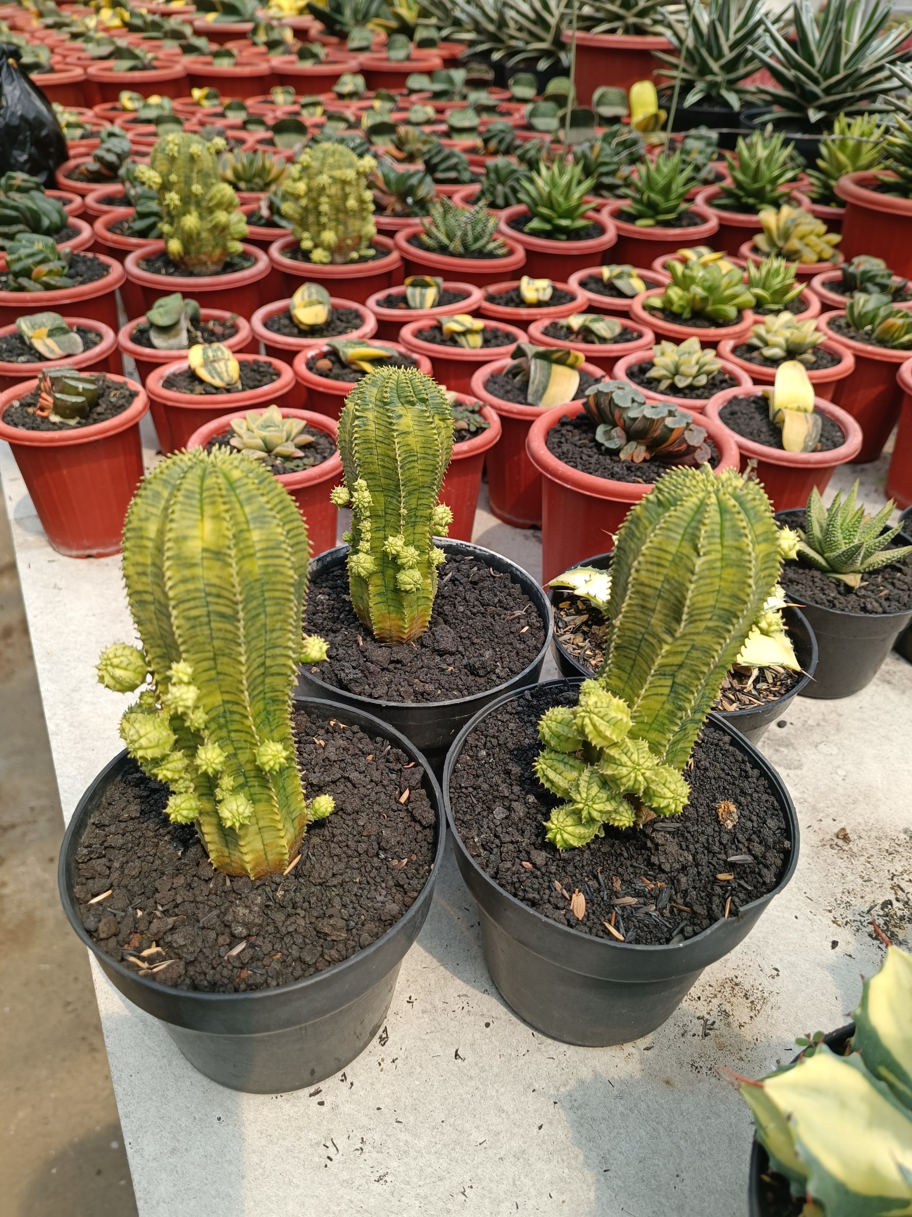 2284. Euphorbia Infausta - Image 4