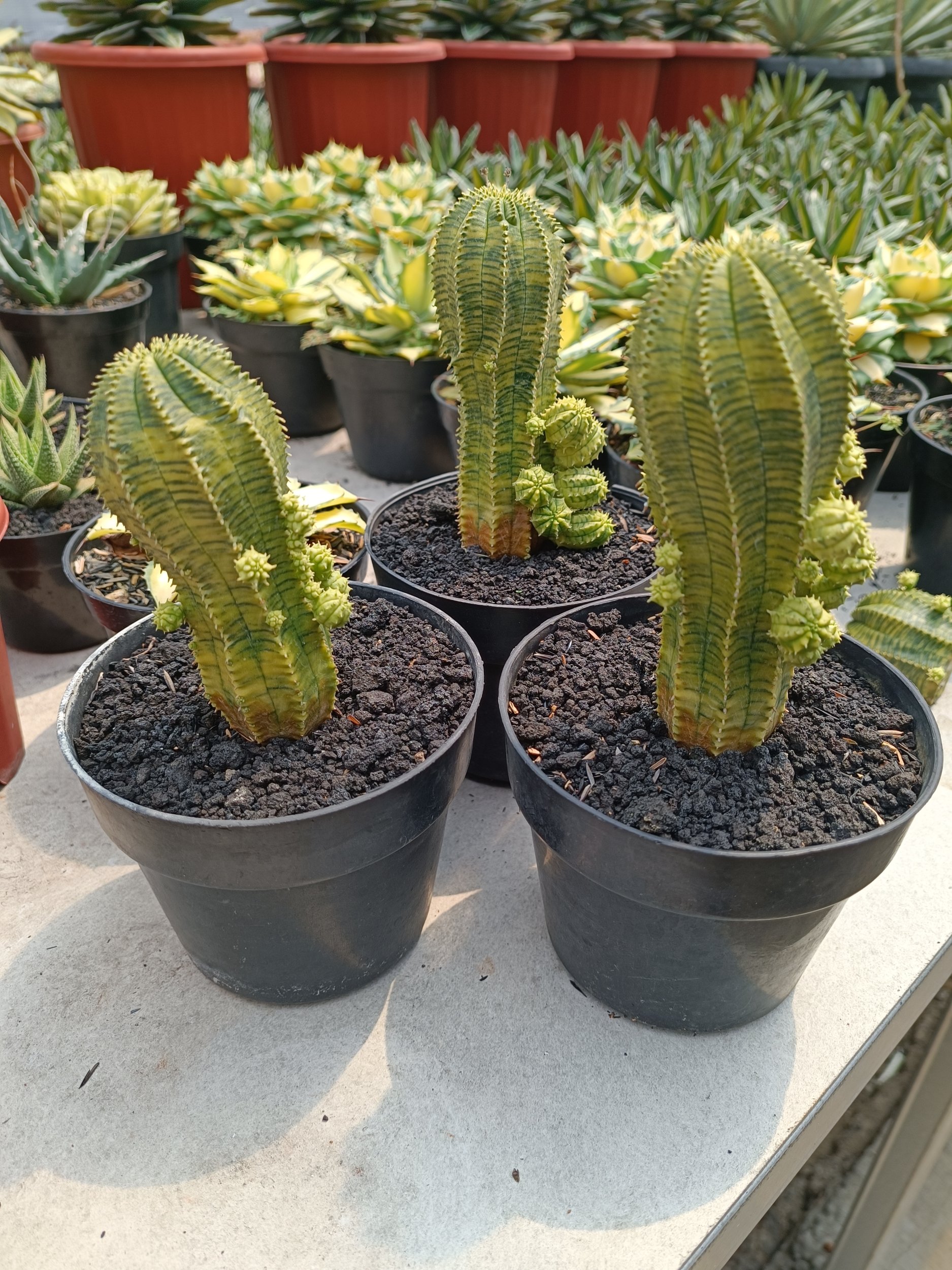 2284. Euphorbia Infausta - Image 5