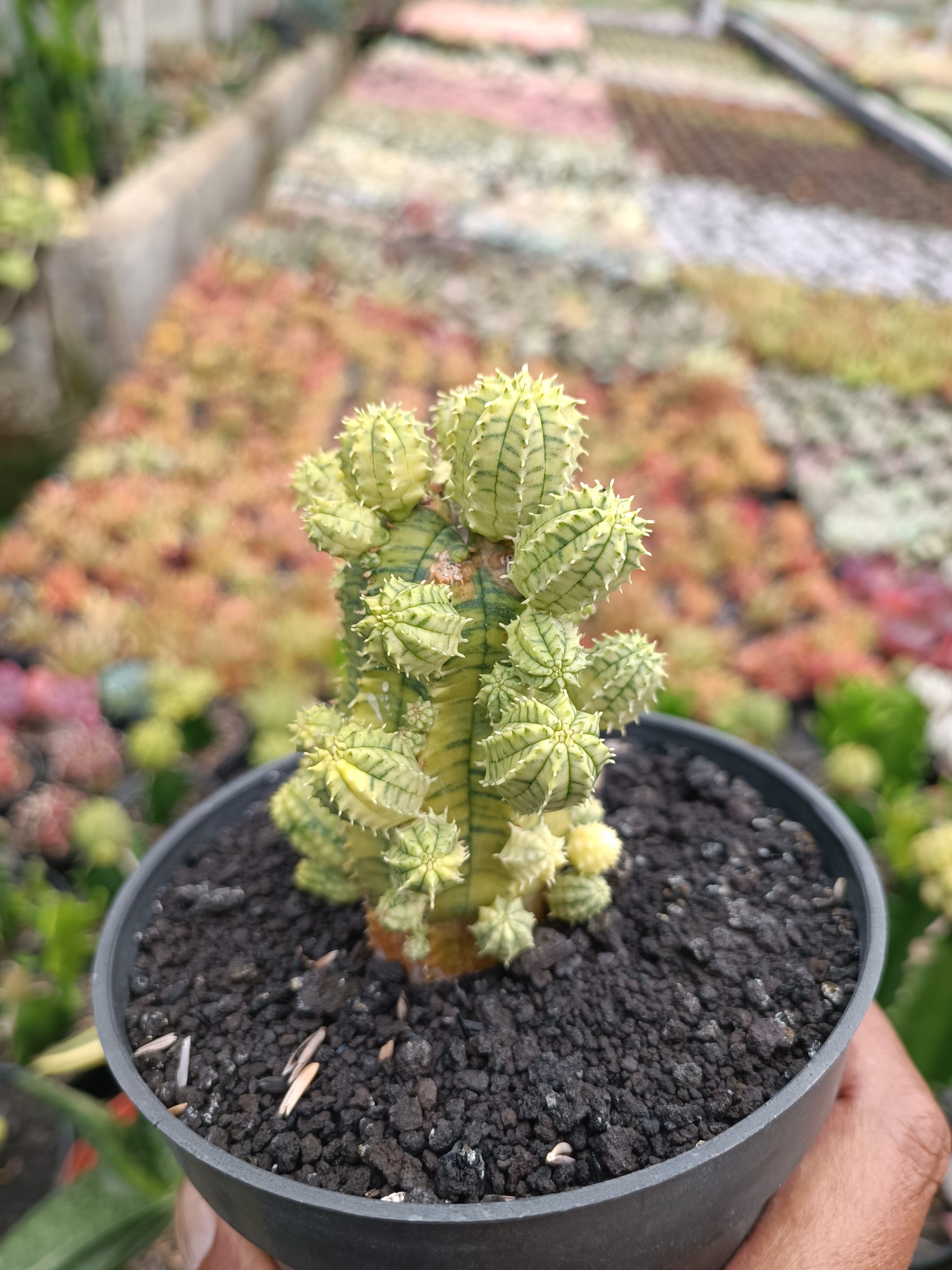 2285. Euphorbia Infausta Variegatq - Image 2