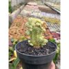 2285. Euphorbia Infausta Variegatq