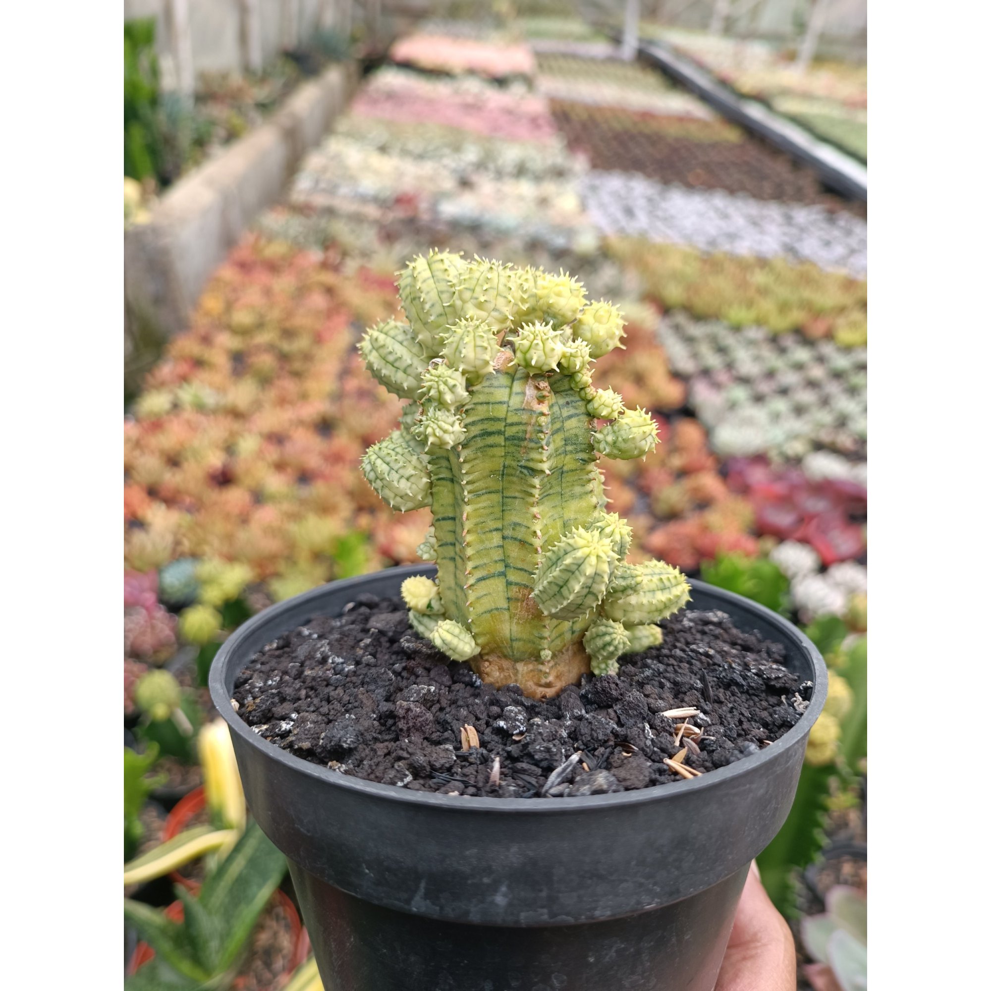 2285. Euphorbia Infausta Variegatq