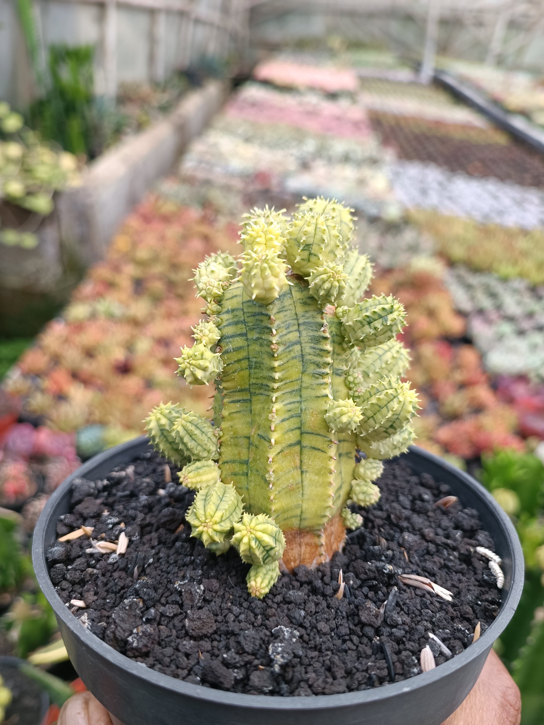 2285. Euphorbia Infausta Variegatq - Image 3