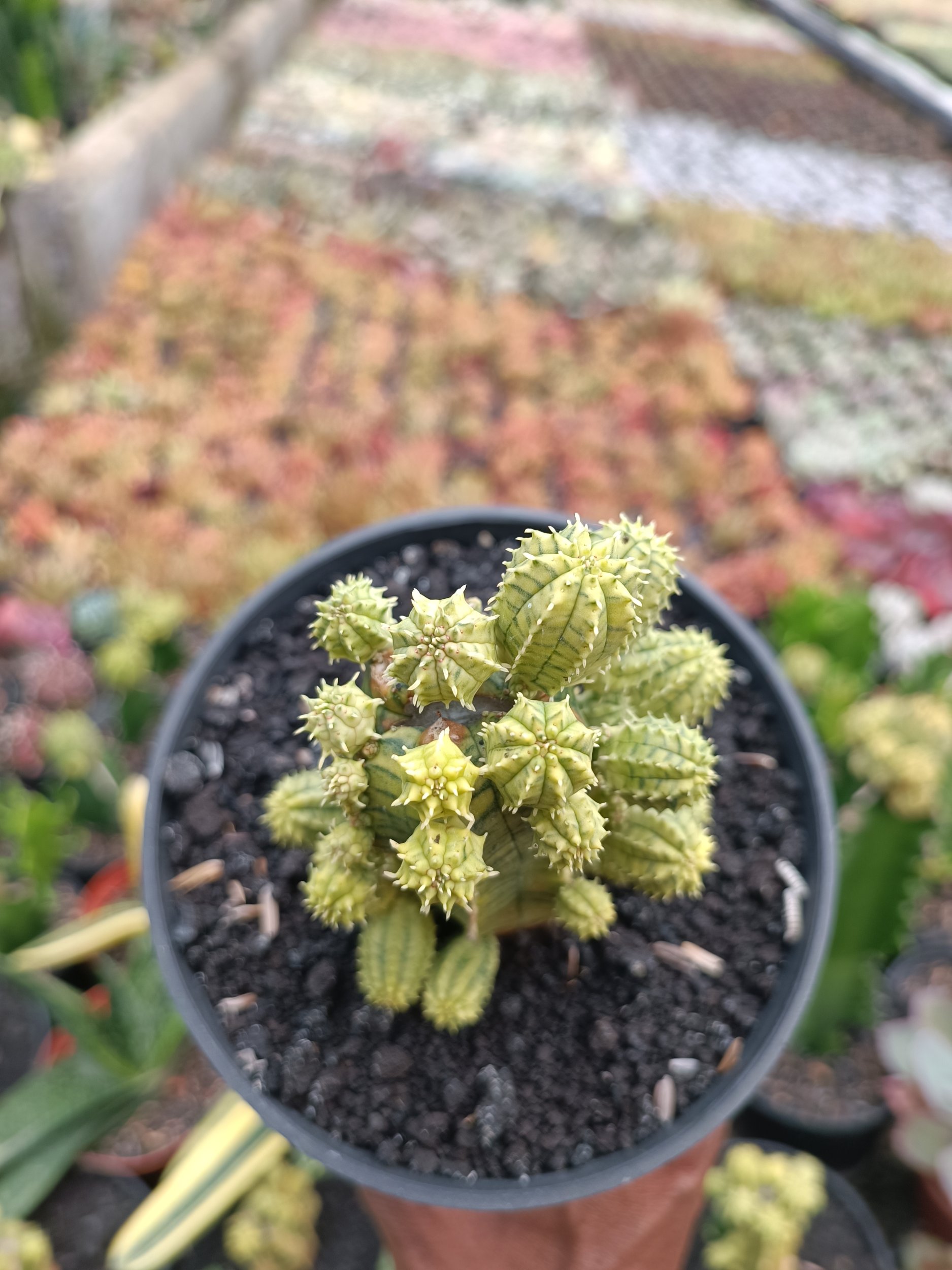 2285. Euphorbia Infausta Variegatq - Image 4