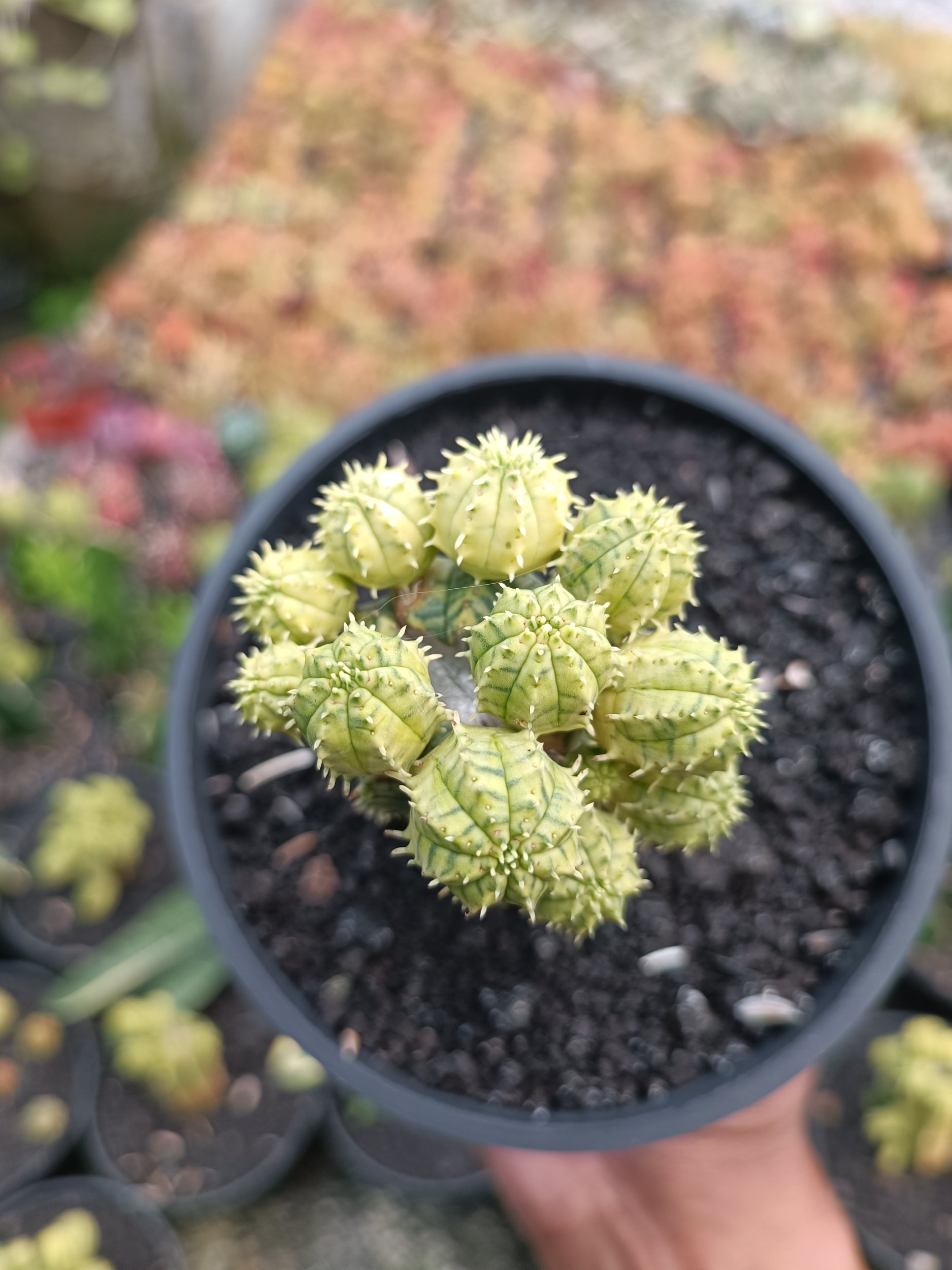 2285. Euphorbia Infausta Variegatq - Image 5