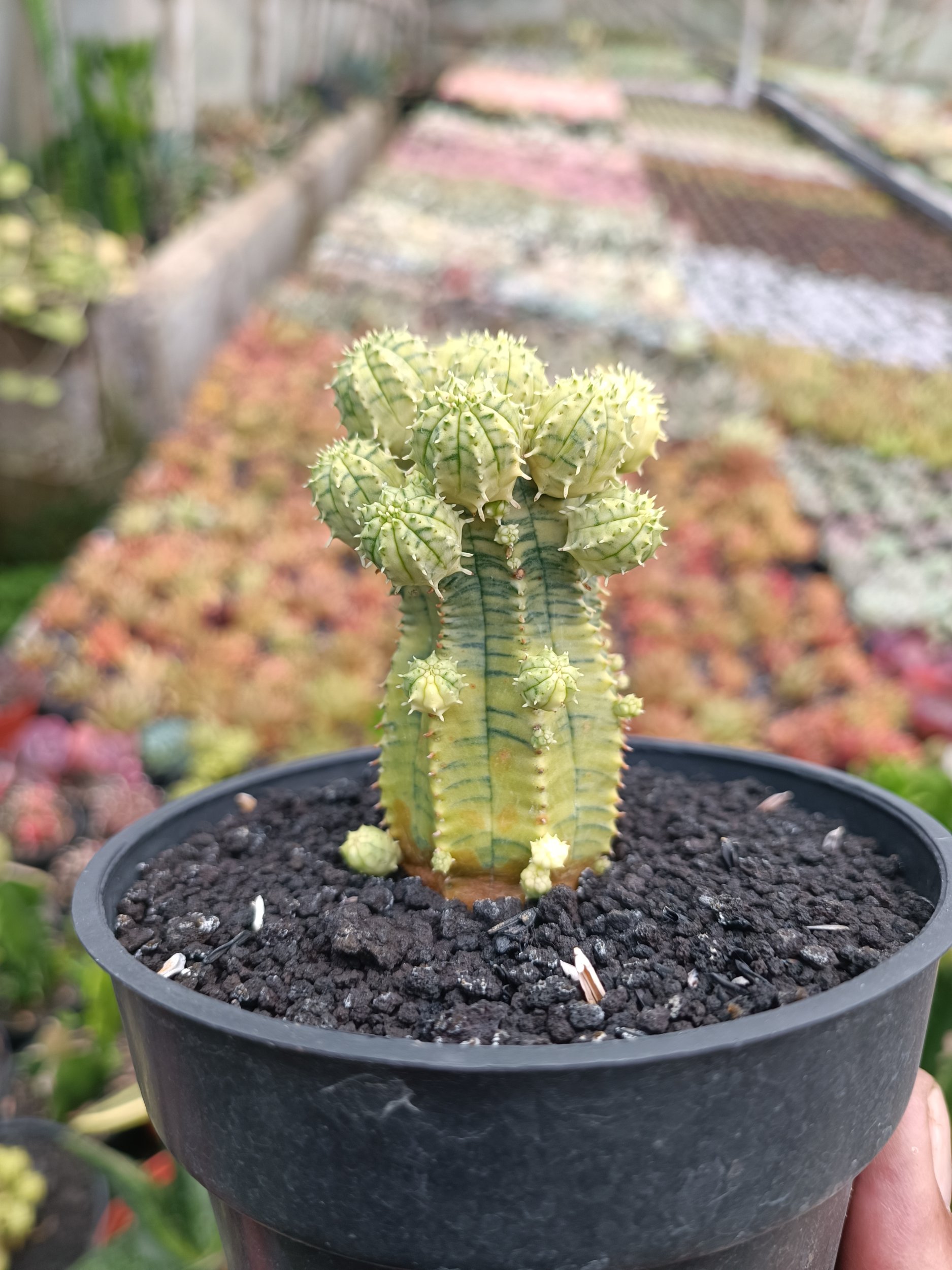 2285. Euphorbia Infausta Variegatq - Image 6