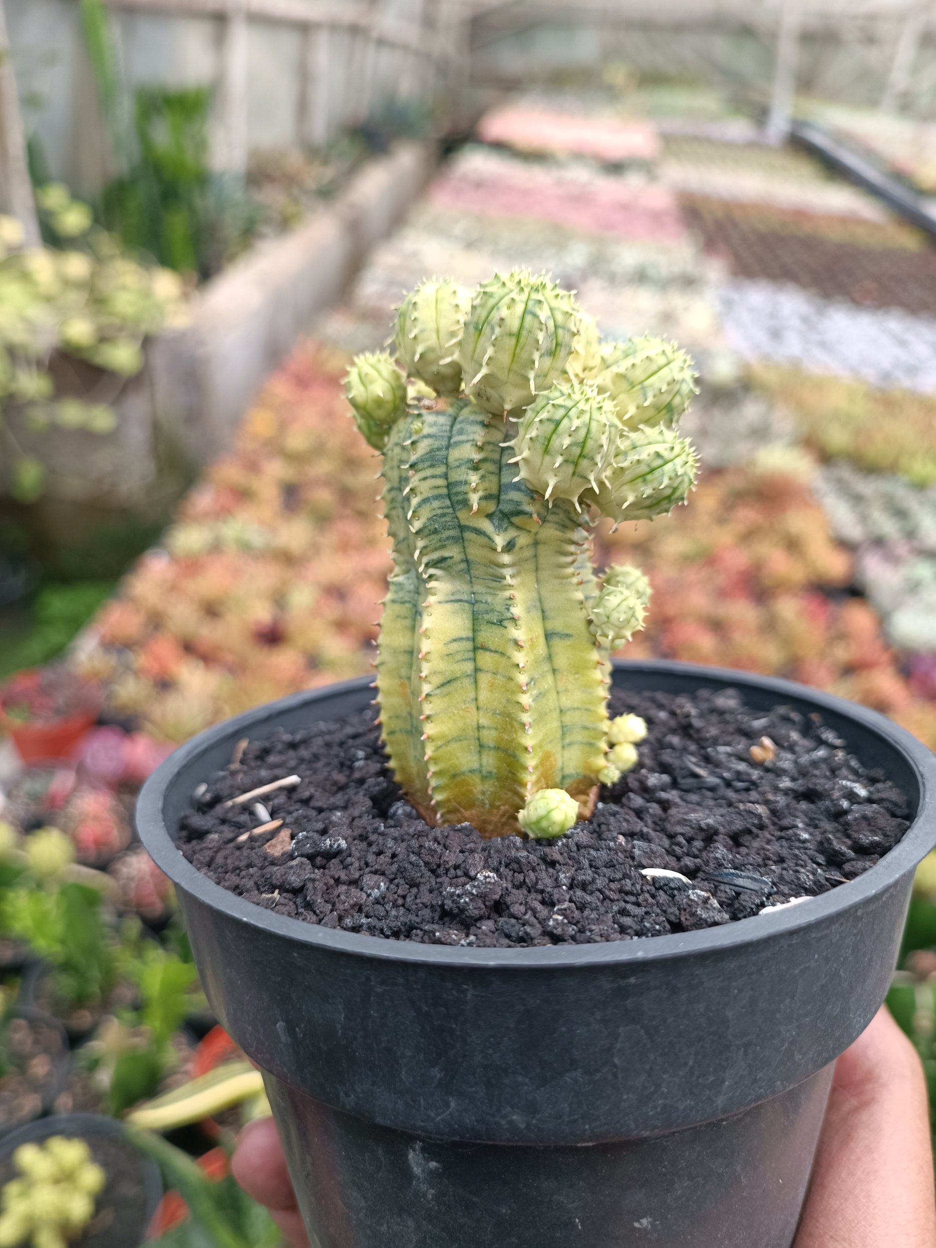 2285. Euphorbia Infausta Variegatq - Image 7