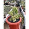 1758. Euphorbia Ingen Cristata Variegated