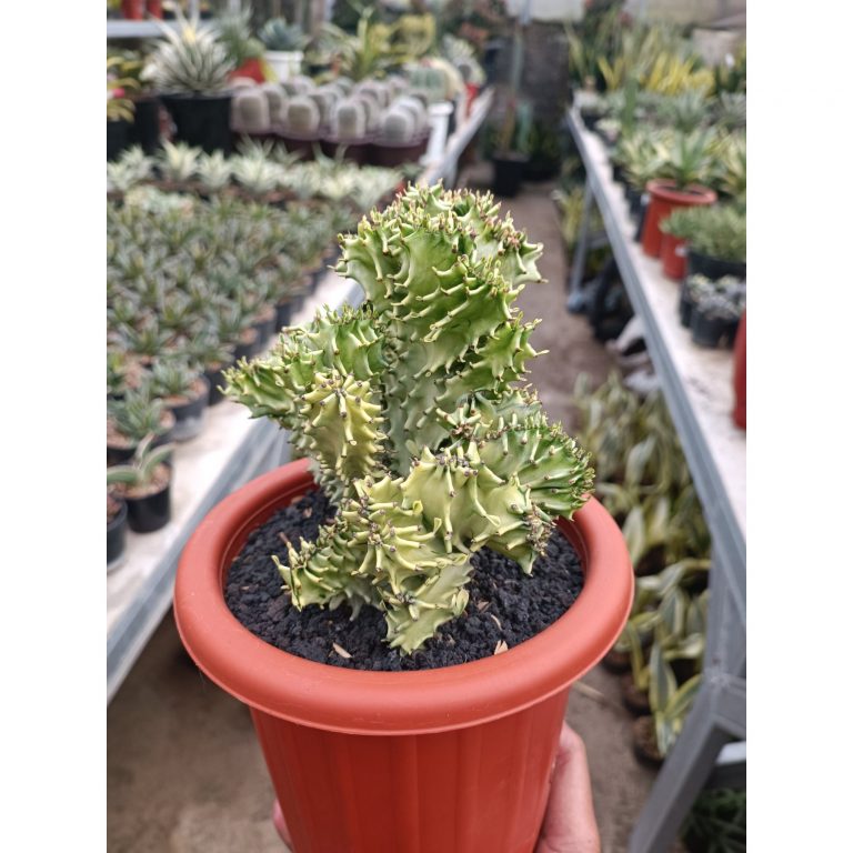 1758. Euphorbia Ingen Cristata Variegated