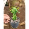 2066. Euphorbia Mayourtanii Variegated Size 10cm