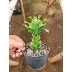 2066. Euphorbia Mayourtanii Variegated Size 10cm