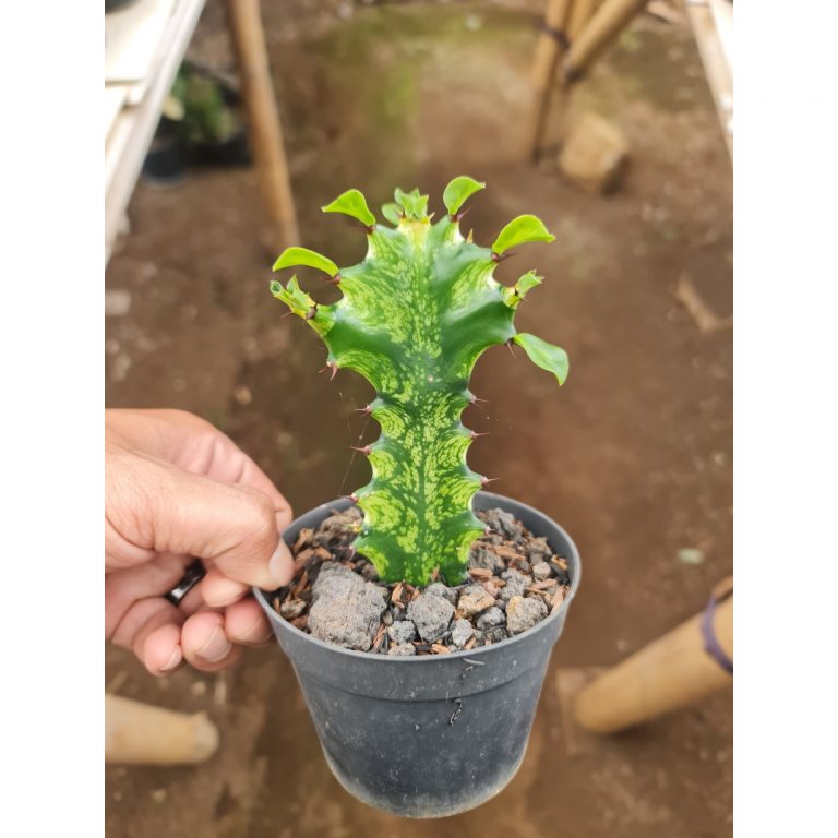 2066. Euphorbia Mayourtanii Variegated Size 10cm