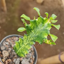 Alternative view of 2066. Euphorbia Mayourtanii Variegated Size 10cm