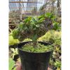 1621. Euphorbia Milii Crested