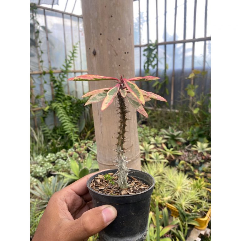 1925. Euphorbia Milii Variegated