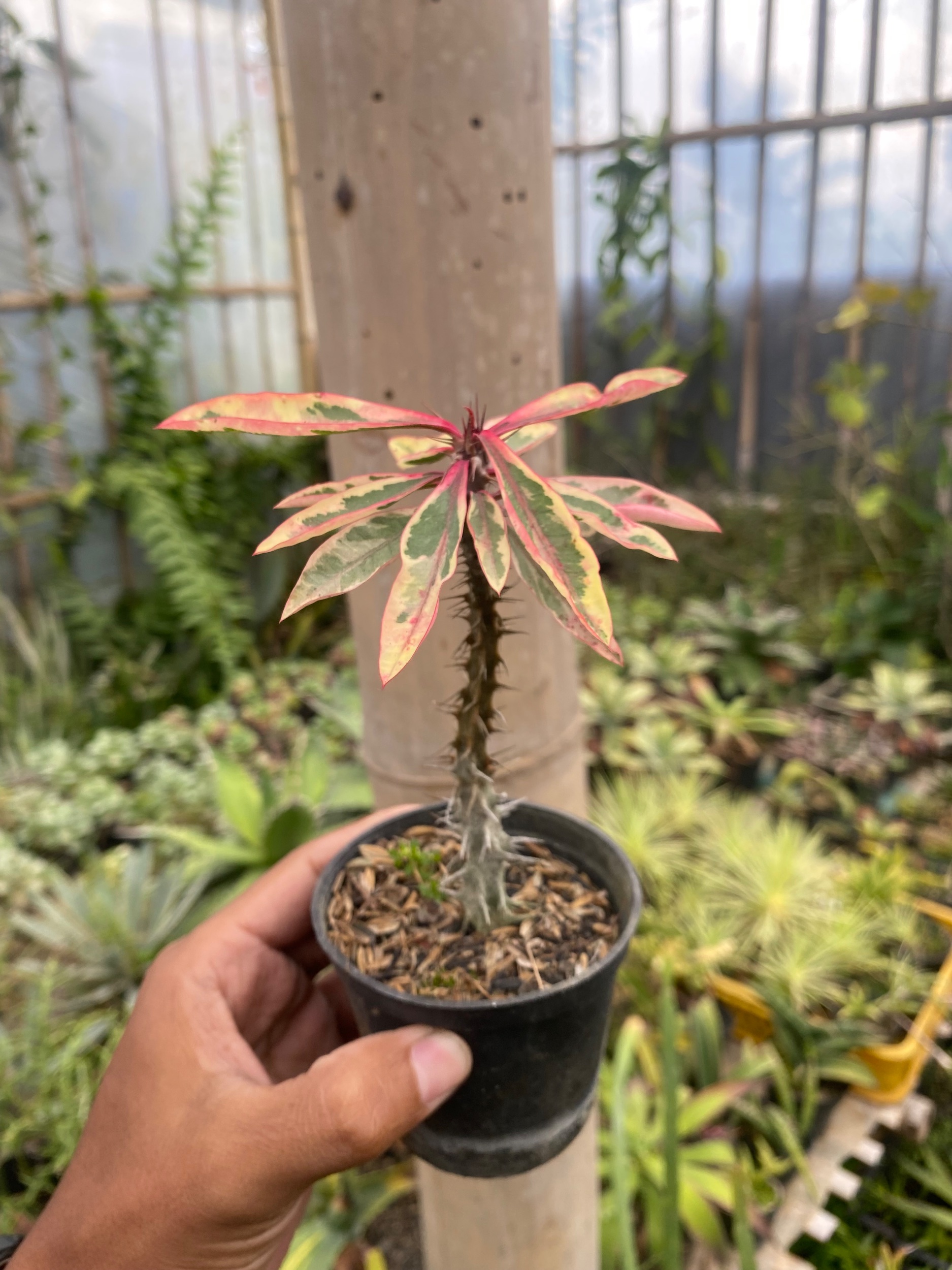 1925. Euphorbia Milii Variegated - Image 2
