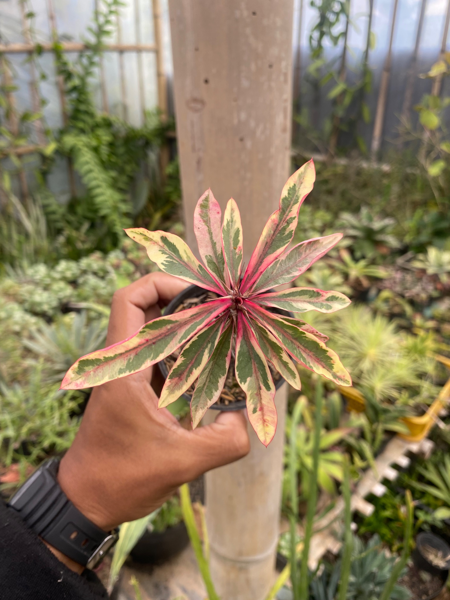1925. Euphorbia Milii Variegated - Image 3