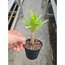 2075. Euphorbia Milion