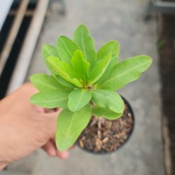 Alternative view of 2075. Euphorbia Milion