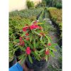 2203. Euphorbia Milii 5pcs
